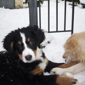 Hondenfoto van Lisa & doggs