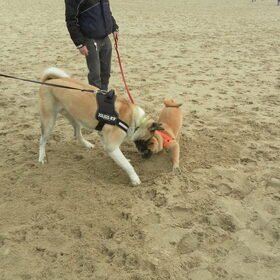 Hondenfoto van Jackie en Kiba:)