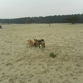 Hondenfoto van Jackie en Kiba:)