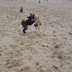 Hondenfoto van Jackie en Kiba:)