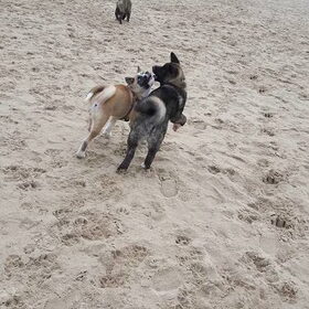 Hondenfoto van Jackie en Kiba:)
