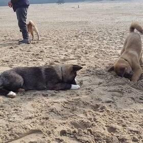 Hondenfoto van Jackie en Kiba:)