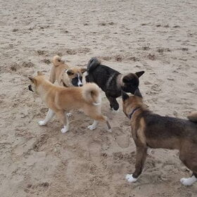 Hondenfoto van Jackie en Kiba:)