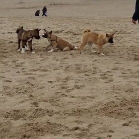 Hondenfoto van Jackie en Kiba:)