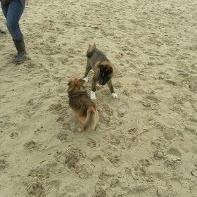 Hondenfoto van Jackie en Kiba:)