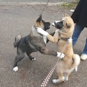 Hondenfoto van Jackie en Kiba:)