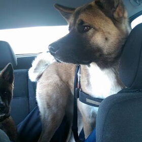 Hondenfoto van Jackie en Kiba:)