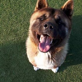 Hondenfoto van Jackie en Kiba:)