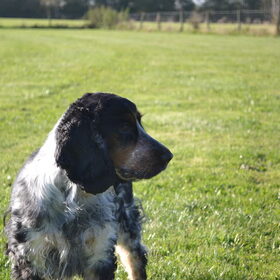 Hondenfoto van Sharon, Harley & Bono