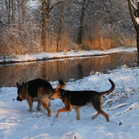 Hondenfoto van Inge & Danger