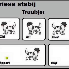 Hondenfoto van Doortje & Tibbe