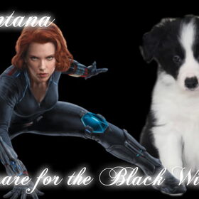 Hondenfoto van Shauni  *Sky~Jinx~Sansa~Hypno*