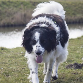 Hondenfoto van Angelique; Bruno, Charlie & Fenna  