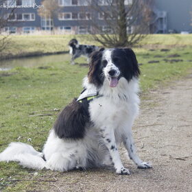 Hondenfoto van Angelique; Bruno, Charlie & Fenna  