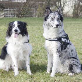 Hondenfoto van Angelique; Bruno, Charlie & Fenna  