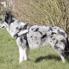 Hondenfoto van Angelique; Bruno, Charlie & Fenna  