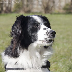 Hondenfoto van Angelique; Bruno, Charlie & Fenna  