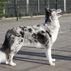 Charlie ringtraining door Alexandra de Boer 12-03-2016