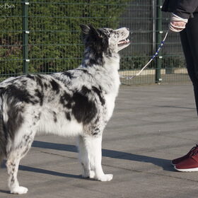 Charlie ringtraining door Alexandra de Boer 12-03-2016