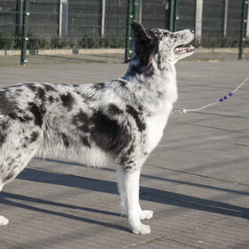 Charlie ringtraining door Alexandra de Boer 12-03-2016