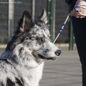 Hondenfoto van Angelique; Bruno, Charlie & Fenna  