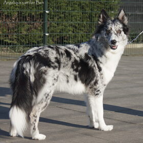 Hondenfoto van Angelique; Bruno, Charlie & Fenna  
