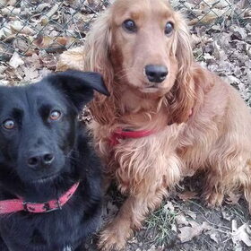 Hondenfoto van Rachelle & Hummie 