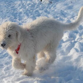 Komondor Makacs pup 4 maanden