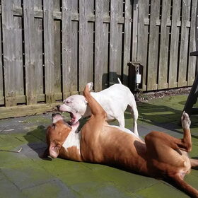 Hondenfoto van Jeroen & Lola