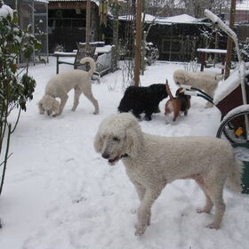 in de tuin