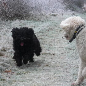 Gino , Cil en Nicki