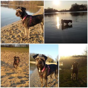 Hondenfoto van Ciska en Spanjaardje Moh (Bambi r.i.p.)