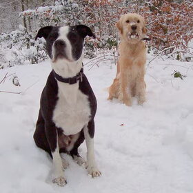 Lekker gewandeld in het bos...