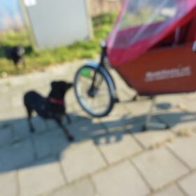 Hondenfoto van Roos,Jeff † en Waldo † en Mootje † 