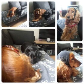 Hondenfoto van Rachelle & Hummie 