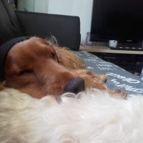 Hondenfoto van Rachelle & Hummie 