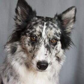 Hondenfoto van Angelique; Bruno, Charlie & Fenna  