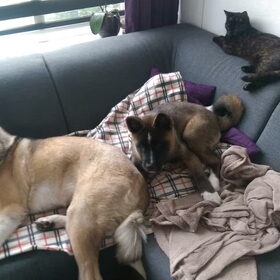 Hondenfoto van Jackie en Kiba:)
