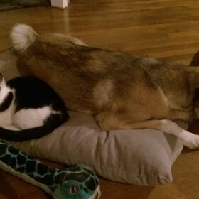Hondenfoto van Jackie en Kiba:)