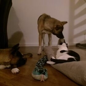 Hondenfoto van Jackie en Kiba:)