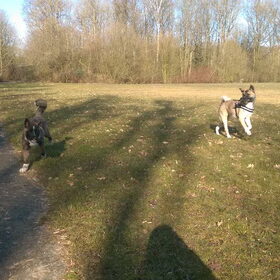 Hondenfoto van Jackie en Kiba:)