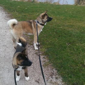 Hondenfoto van Jackie en Kiba:)