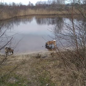 Hondenfoto van Jackie en Kiba:)