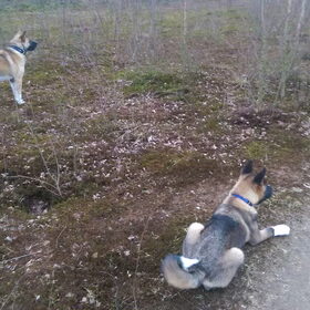 Hondenfoto van Jackie en Kiba:)
