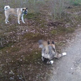 Hondenfoto van Jackie en Kiba:)