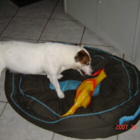 Da's wel een hele grote kip hoor !