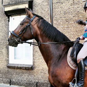 Hondenfoto van Hannah & Bink† en Beertje