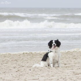 Hondenfoto van Angelique; Bruno, Charlie & Fenna  