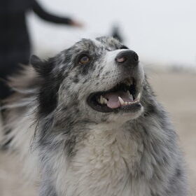 Hondenfoto van Angelique; Bruno, Charlie & Fenna  