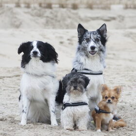Hondenfoto van Angelique; Bruno, Charlie & Fenna  